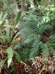 Asplenium appendiculatum