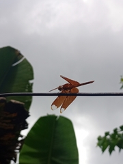 Neurothemis fulvia