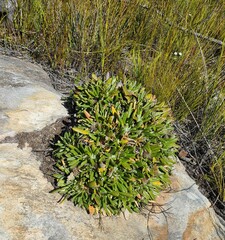 Oldenburgia paradoxa