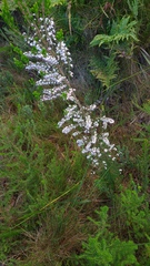 Erica fuscescens