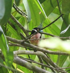 Eurylaimus ochromalus