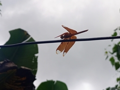 Neurothemis fulvia