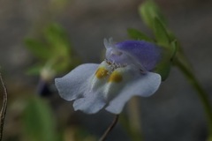 Mazus pumilus