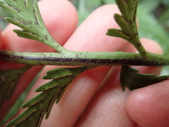 Asplenium appendiculatum