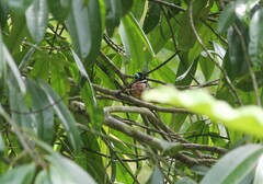 Eurylaimus ochromalus