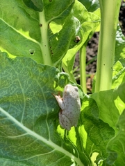 Hyperolius marmoratus