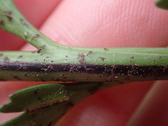 Asplenium appendiculatum