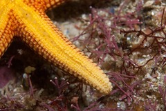 Fromia schultzei