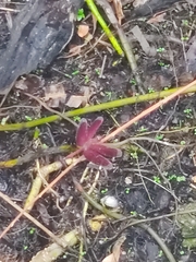 Neurothemis fluctuans