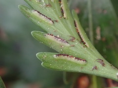 Asplenium appendiculatum