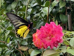 Troides aeacus formosanus