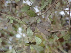 Elaeocarpus hookerianus