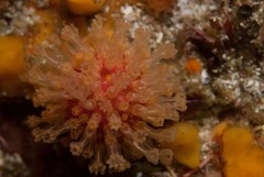 Alcyonium variabile