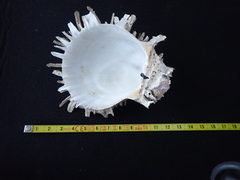 Spondylus gaederopus