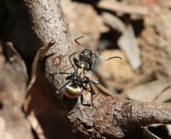 Polyrhachis ammon