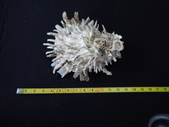Spondylus gaederopus