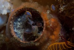 Thylacodes natalensis