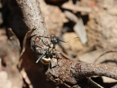 Polyrhachis ammon