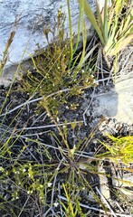 Lachnaea diosmoides