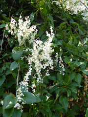 Fallopia baldschuanica
