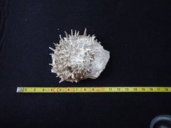 Spondylus gaederopus