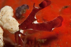 Rhodymenia pseudopalmata