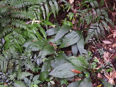 Calanthe masuca