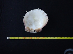 Spondylus gaederopus