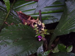 Calanthe masuca