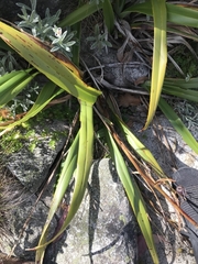 Dianella tasmanica