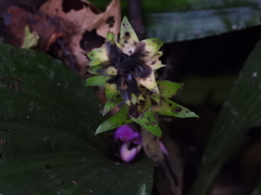 Calanthe masuca