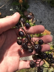 Dianella tasmanica