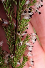 Erica fuscescens