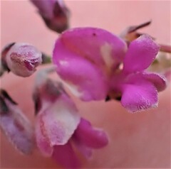 Indigofera concava