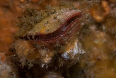 Brachiopoda