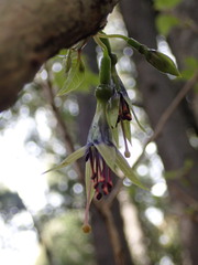 Fuchsia excorticata