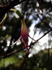 Fuchsia excorticata