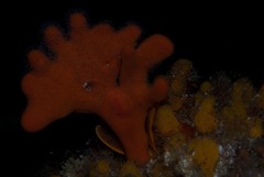 Clathria dayi
