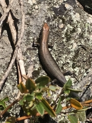 Pseudemoia entrecasteauxii