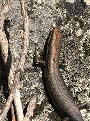 Pseudemoia entrecasteauxii