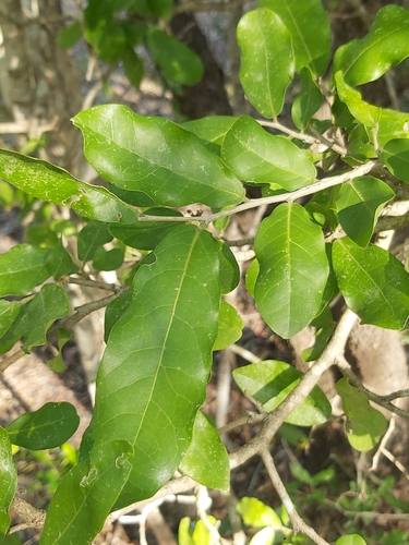 sand ironplum (Drypetes mossambicensis)