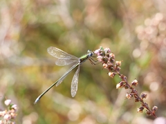 Lestes virens