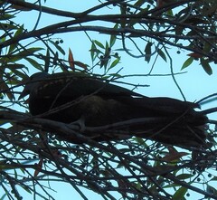 Ptilinopus magnificus