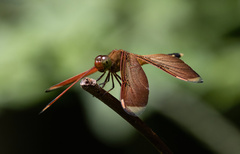 Neurothemis