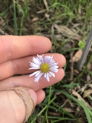 Allittia uliginosa