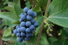 Cocculus orbiculatus