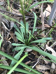 Allittia uliginosa