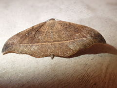Sarisa muriferata