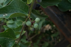 Cocculus orbiculatus
