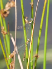 Lestes virens